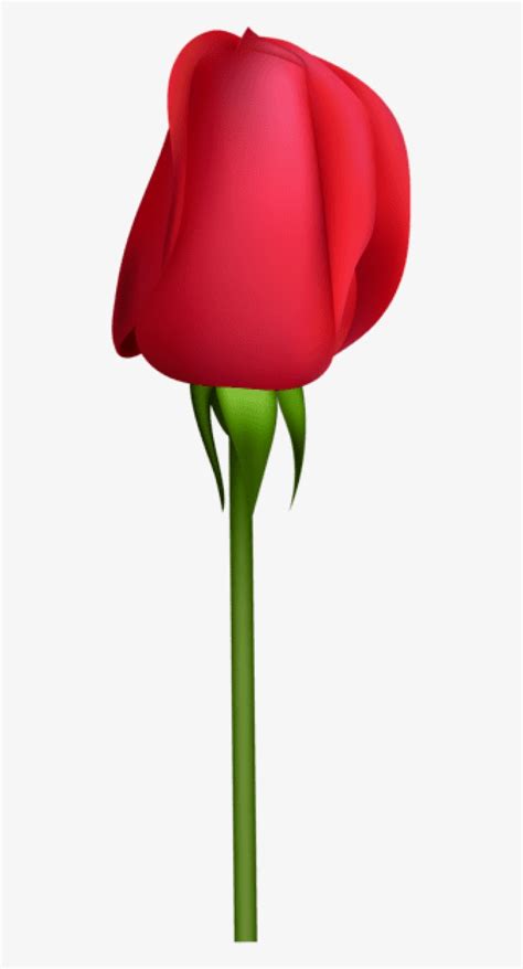 Flower Bud PNG Free Images with Transparent Background