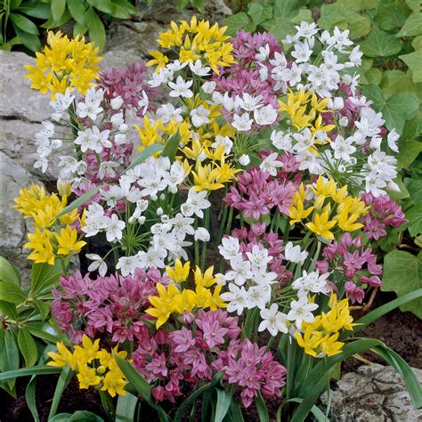 Flower Bulbs Spring-Flowering Bulbs Boston Seeds