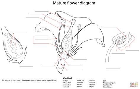 Flower Diagram Worksheet Coloring page Free Printable Coloring Pages