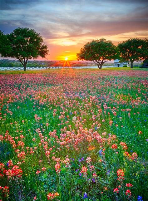 Flower Field Photography Vintage