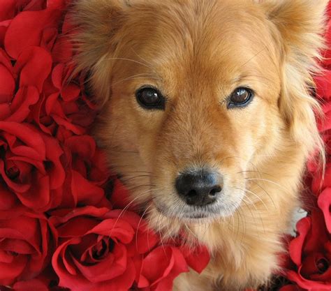 Flower Names for Dogs 45 Gorgeous Dog Names Beyond Daisy …