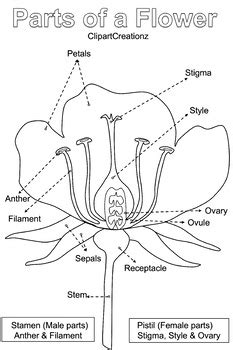 Flower Parts Coloring Shee