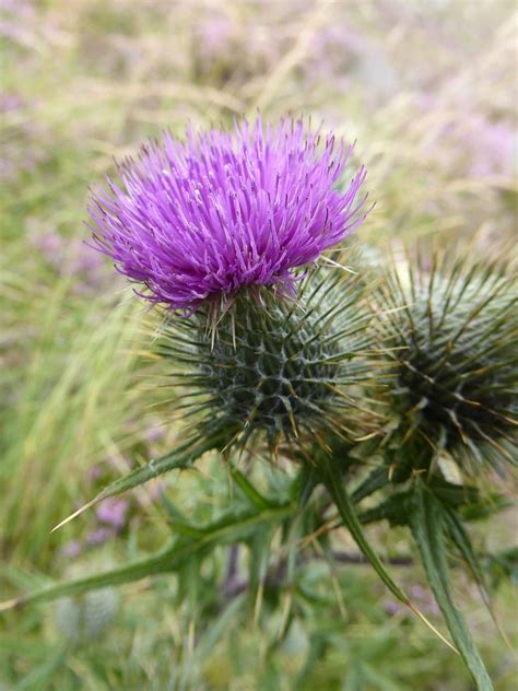 Flower Shows - Scotland Holidays