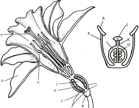 Energy Coloring Pages