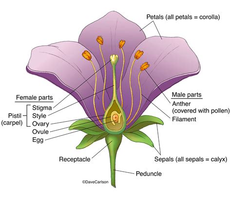 Flower Types Structure Flower