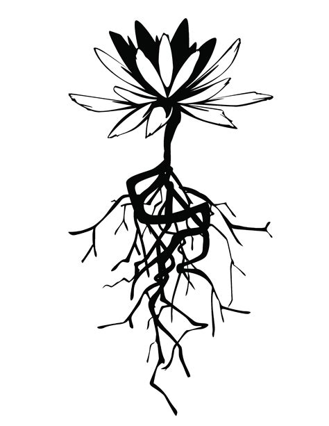 Flower With Roots Drawing