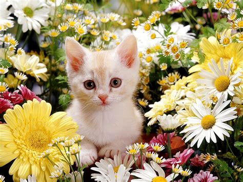 Flower cat. Home | NappingCatFlowerFarm 