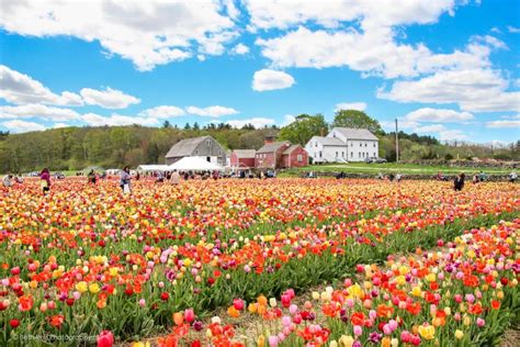 Flower farm near me. Things To Know About Flower farm near me. 