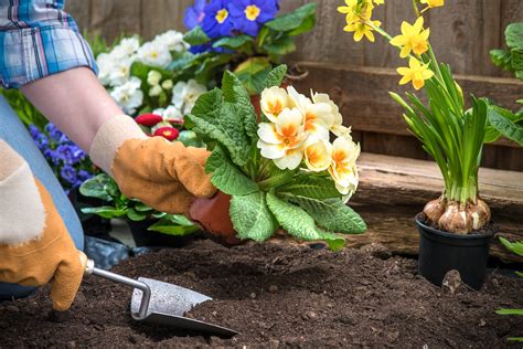 Flower planting. Thin to the strongest plants. If setting a mature plant into a container, create a hole twice the diameter of the “old” pot. Set the top of the root ball level with the soil surface. Fill in with soil, then tamp gently and water. Outdoors, space mature plants 1 to 2 feet apart, depending on the mature size of the variety. 