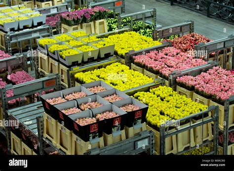 Flower warehouse. Things To Know About Flower warehouse. 