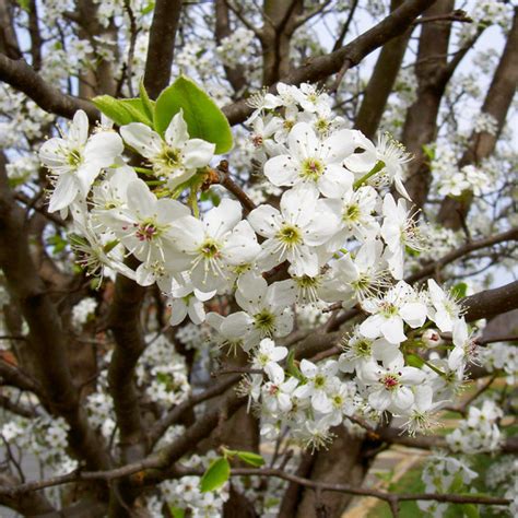 Flowering Bradford Pears - Growing A Bradford …