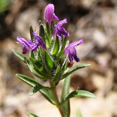 Flowering Hyssop Thyme – Burlap & Barrel