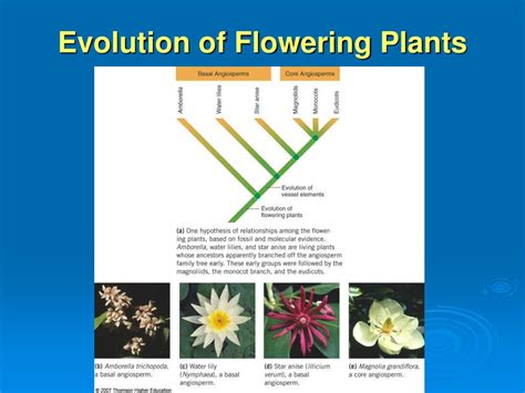 Flowering Plants And Their Evolution Reprint