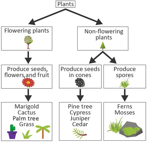 Flowering and NonFlowering Plants Quiz - Quizizz