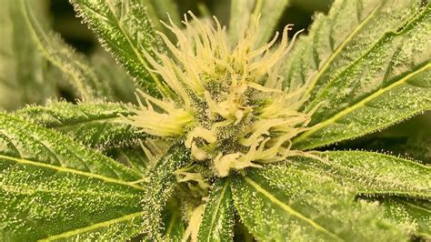 When grown in the optimal environment, this fruity strain can give a very generous yield. Flowering Time Indoor Yield. Bruce Banner grown indoors can cultivate a pretty decent yield even indoors. You can expect around 21 ounces of good bud during the harvest of this plant. This hybrid is usually takes 9 to 10 weeks to flower and be ripe for .... 