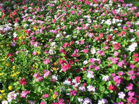 Flowerpatch - Vineyard Flower Patch , Langhorne Creek, South Australia. 425 likes · 46 talking about this. Kate and Sarah ~ Seasonal flowers wholesale to florists. Farm bunches available locally