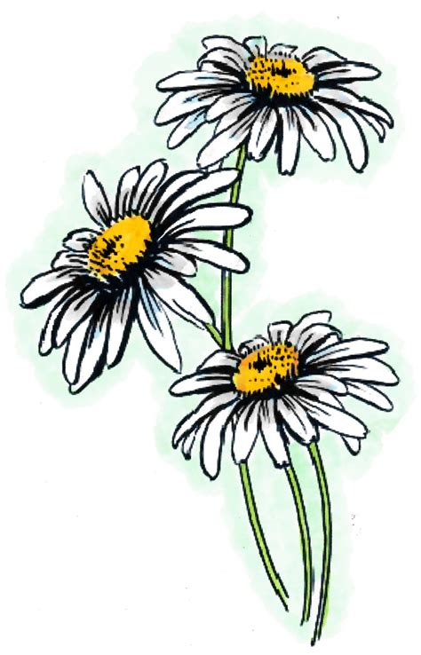 Flowers Daisy Drawing