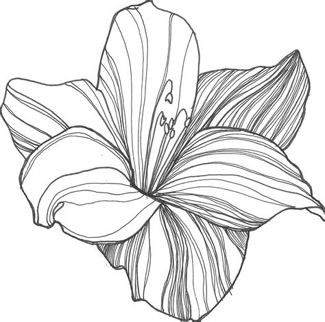 Flowers Line Drawing