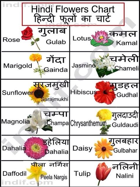 Flowers Name in Hindi and English - And Learning