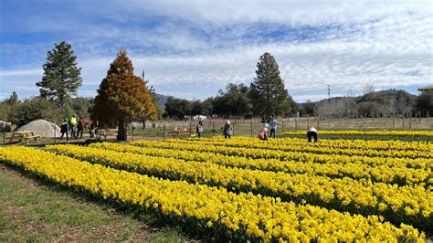 Flowers bloom in time for 'Daffodil Days' at Julian Farm and Orchard