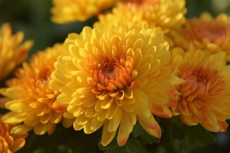 Flowers for mourning a death.  View mourning Before, during and after a...