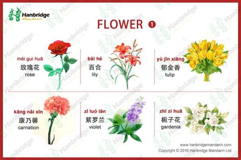 Flowers in Chinese? How to use Flowers in Chinese. Learn Chinese