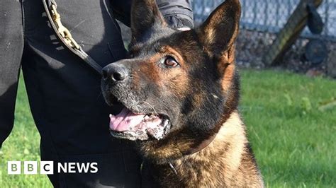 Flowers left for dead police dogs - BBC News