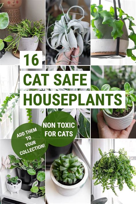 Flowers not toxic to cats. Tulip bulbs are toxic to cats and dogs and may cause nausea, vomiting, or diarrhea. Ferns provide safe greenery for cut bouquets as well. There is no such thing as flower bouquets cats won’t eat. You can’t ever know for sure if your cat will take a taste or not. So, if in doubt, keep flowers well out of reach or dispose of them if necessary. 