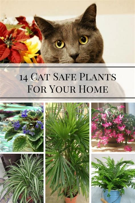Flowers safe for cats. Some cats may be allergic to certain plants or have sensitive stomachs that can be upset by eating plants. If you notice your cat starting to chew on a zinnia, just gently discourage them and give them something else to chew on, like a catnip toy. Other Cat-Safe Plants. In addition to zinnias, there are many other plants that are safe for cats. 