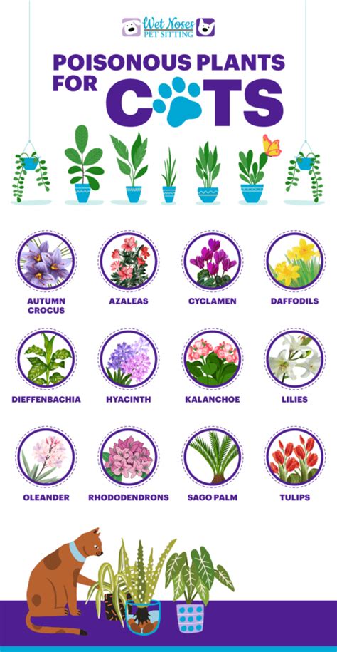 Flowers toxic to cats. Cats and poisonous flowers and plants. The most dangerous plant is the lily - all parts are toxic. However, there are other plants and flowers, both indoors and outdoors, that can be harmful to cats. Quick reference advice about plants, flowers and poisoning. 