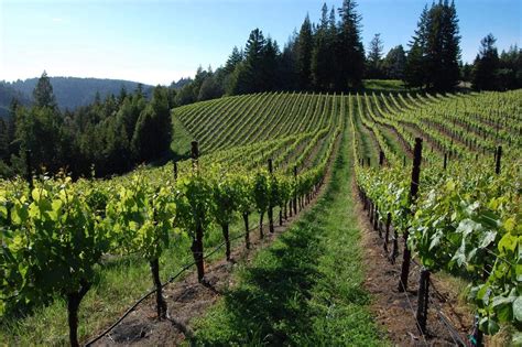 Flowers vineyard. Flowers Vineyard and Winery. 4.5. 13 reviews. #1 of 3 things to do in Cazadero. Wineries & Vineyards. Write a review. About. Perched on top of soaring coastal ridges that border the … 