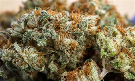 Fluffhead Strain Review - Tymber