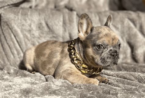 Fluffy Carrier French Bulldog Price