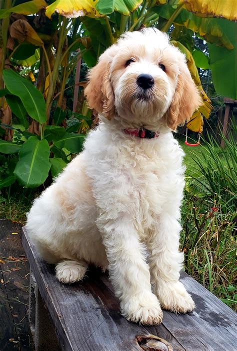 Fluffy Goldendoodle Puppy For Sale