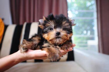 Fluffy Yorkie Life Expectancy