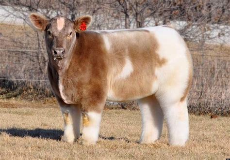 Fluffy cows for sale. Bred Heifer ($1800 - $2400) Bred Trained Milk Cow ($2200 - $2700) Bred Brood Cow ($1800 - $2200) Breeding Bull Calf ($700 - $1200) Questions/comments: If you are a human seeing this field, please leave it empty. 