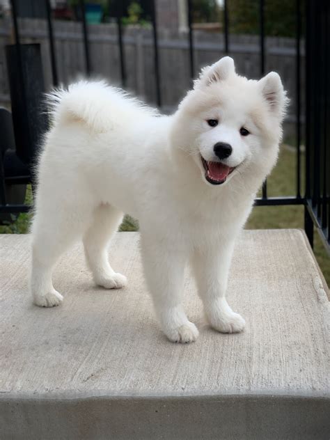 Fluffy dog. Fluffy White Dog Names. Dogs come in all sizes and colors, but when we think about fluffy dogs, the first one that jumps to mind is probably a dog with a white coat—fluffy like the clouds. Choosing a name by color is actually a popular way of naming a dog, so here are some white fluffy dog names for you. … 
