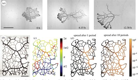 Fluid flows shaping organism morphology - Royal Society