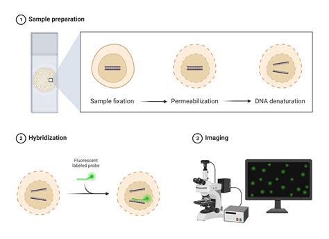 Fluorescence in situ hybridization (FISH), basic principles and ...