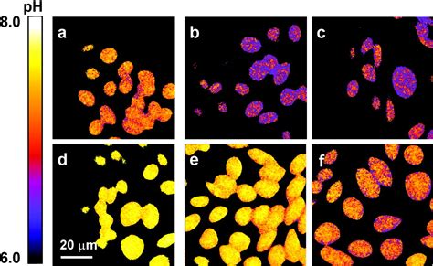 Fluorescence lifetimeâ resolved pH imaging of living …