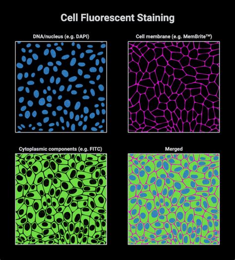 Fluorescent stain definition of fluorescent stain by …