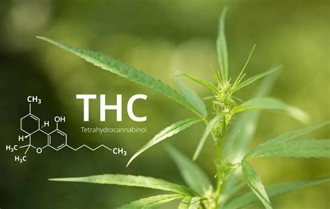 Flush out thc. Things To Know About Flush out thc. 