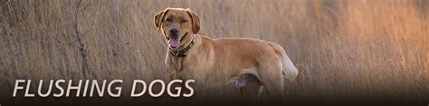 Flushing Dogs - Dog Breeds