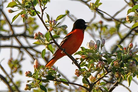 Flushing new york things to do.  Birding: Early Spring Migration - Mar.  These ...