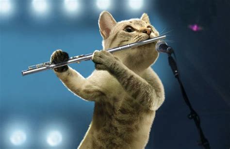 Flute Playing Cat