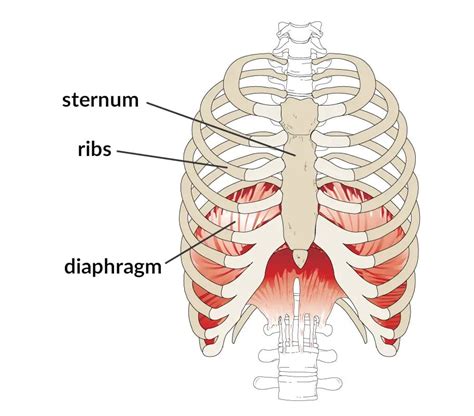 Fluttering under left rib cage reddit.  Learn the potential causes, related sympto...