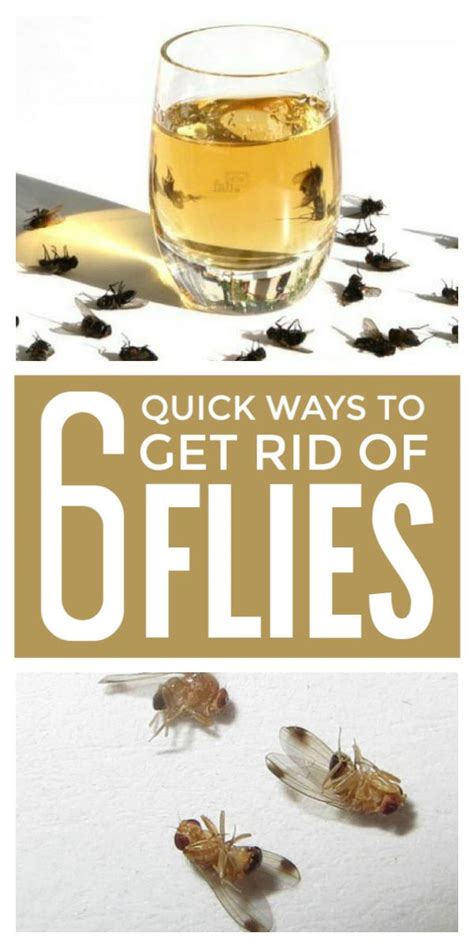 Fly Control Products How To Get Rid Of & Keep Flies Away - DoMyOwn…