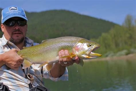 Fly Fishing Whitefish Montana, Guides & Shops Whitefish Esca…