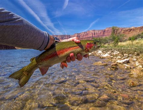 Fly fishing arizona. Things To Know About Fly fishing arizona. 