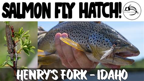 Fly fishing guide to the henry s fork hatches flies. - Nissan silvia s15 repair manual free.